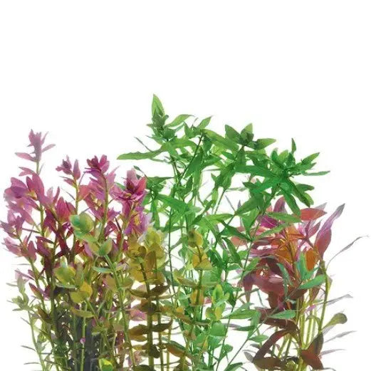 Live Bunch Plants Aquarium - Kellyville Pets