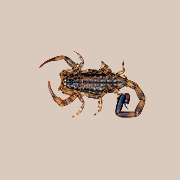 Marbled Scorpion - Kellyville Pets
