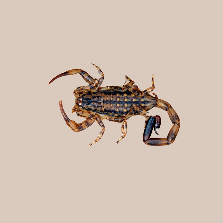 Marbled Scorpion - Kellyville Pets