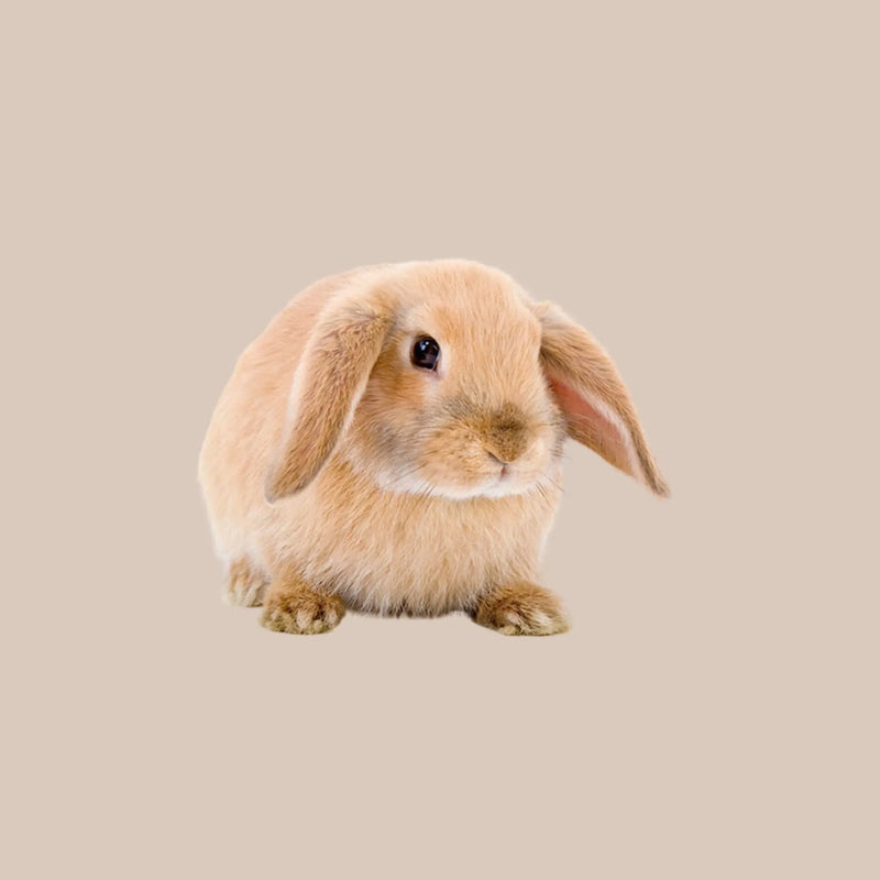 Mini Lop Rabbit - Kellyville Pets