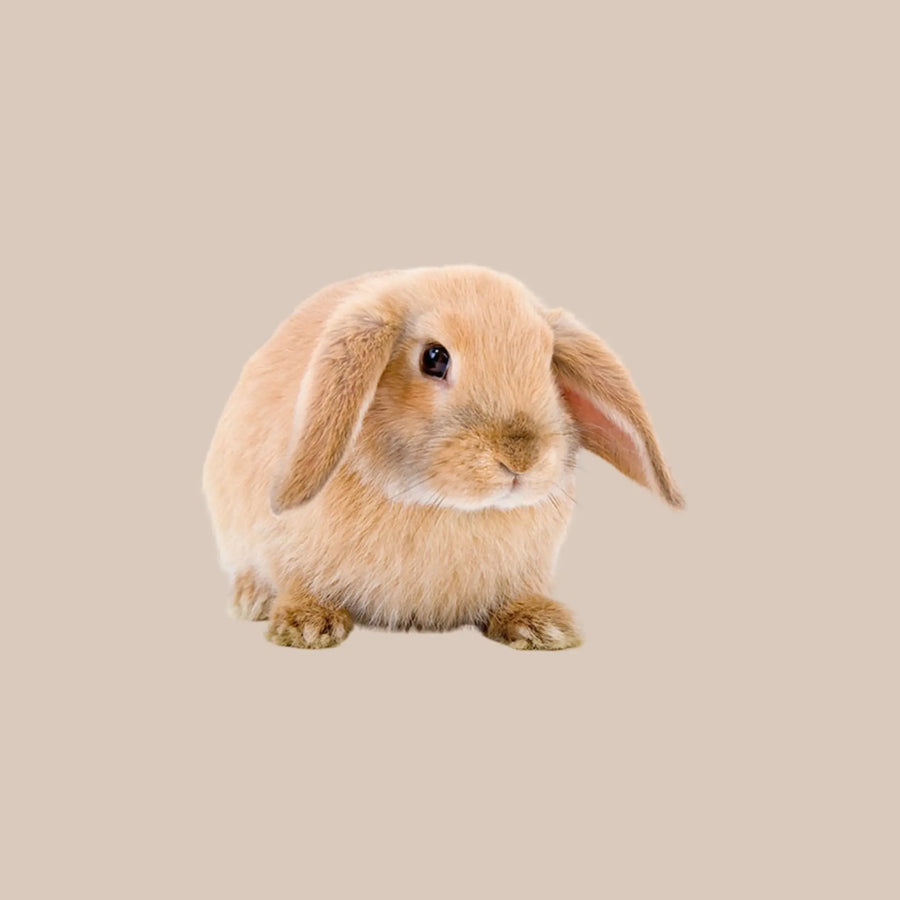 Mini Lop Rabbits available for sale at Kellyville Pets