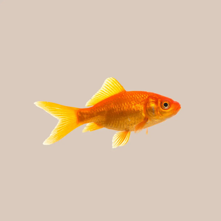 Orange Comet Goldfish For Sale - Kellyville Pets