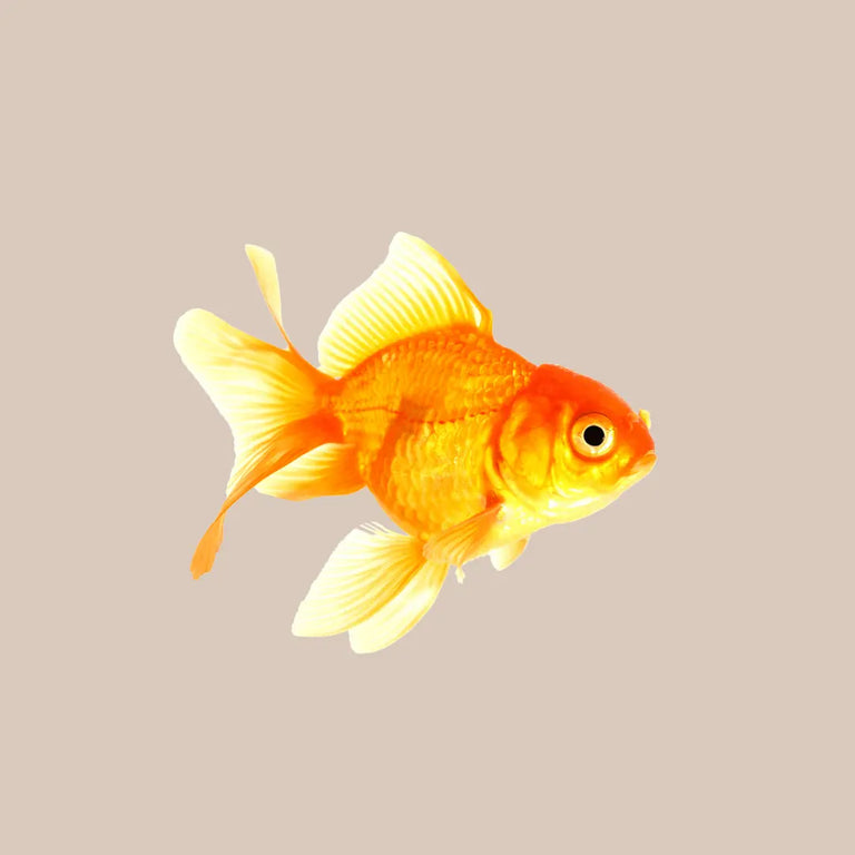 Orange Fantail for Sale - Kellyville Pets