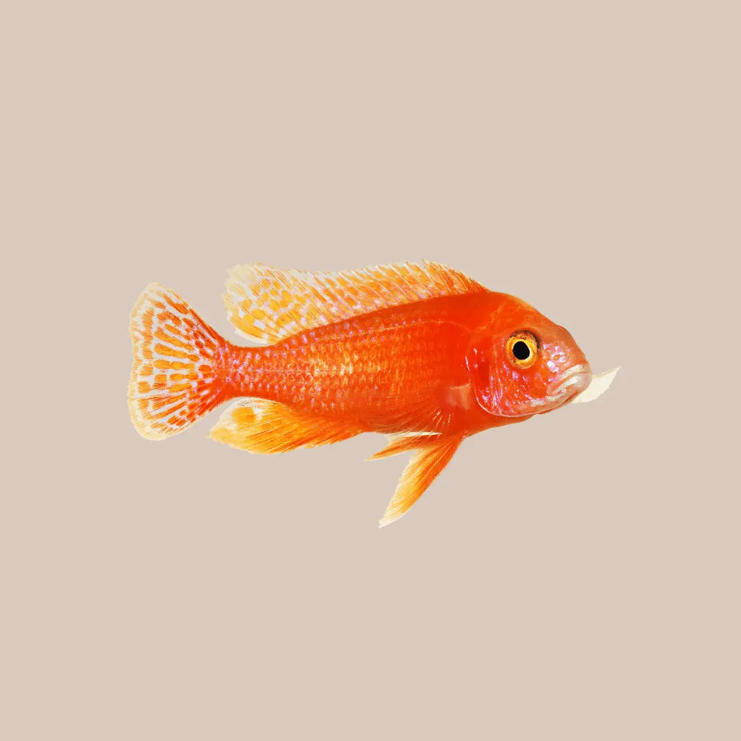 Peacock Cichlids For Sale - Kellyville Pets