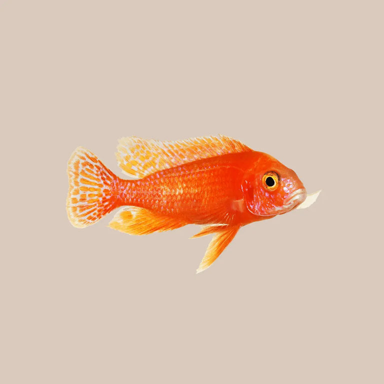 Peacock Cichlids For Sale - Kellyville Pets