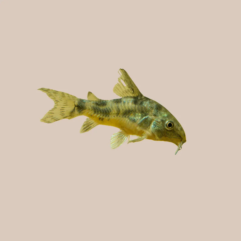 Peppered Corydora - Kellyville Pets