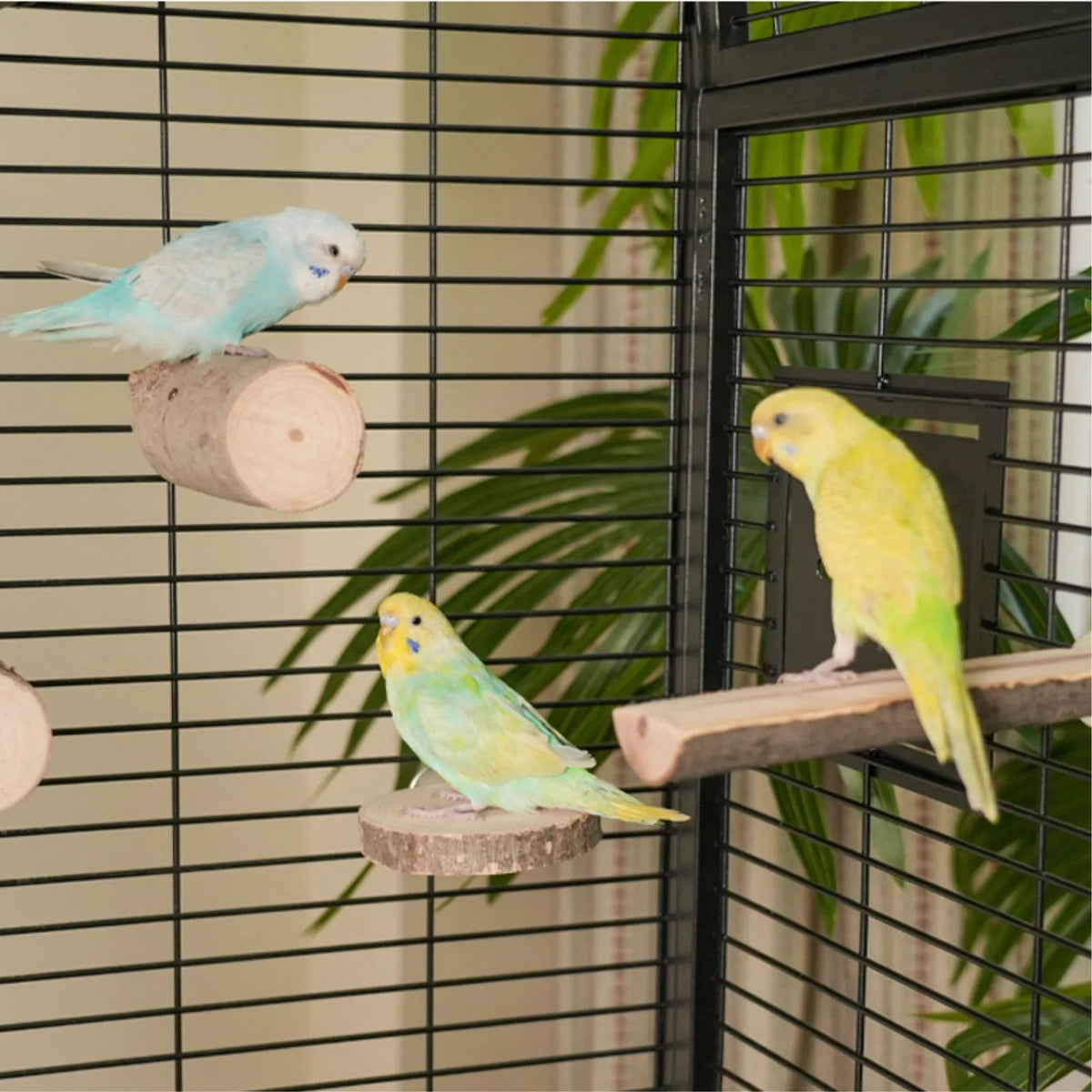 Petoria Aerie - Bird Enclosure with Shelf Storage