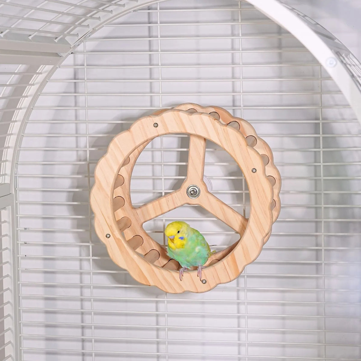 Petoria Spinning Activity Wheel Bird Toy