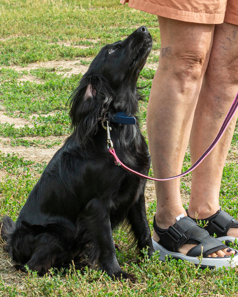 Adolescent Dog Training