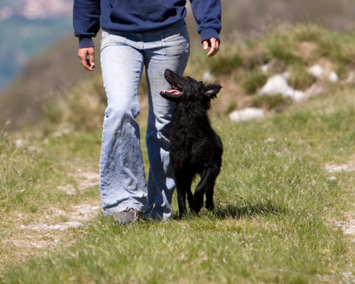 Heeling School | Loose-Lead Training