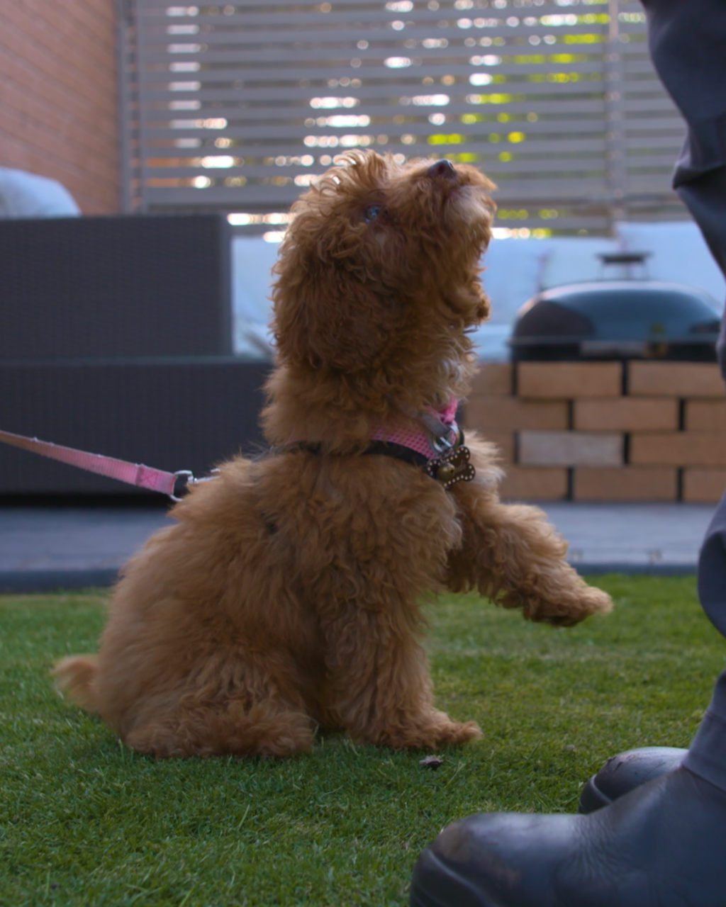 Train the dog you actually want to