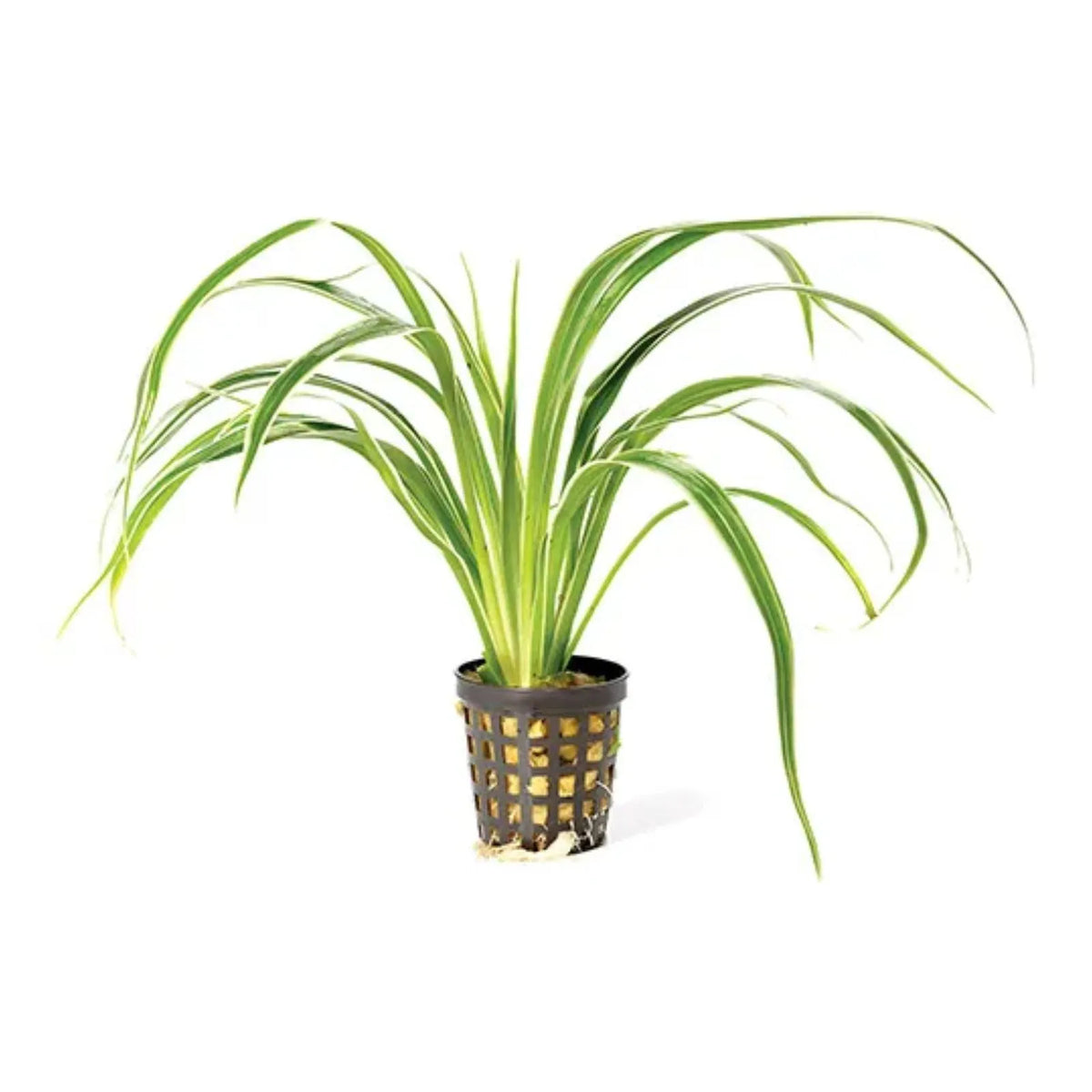Pisces Chlorophytum Tank Top Plant in 5cm Pot