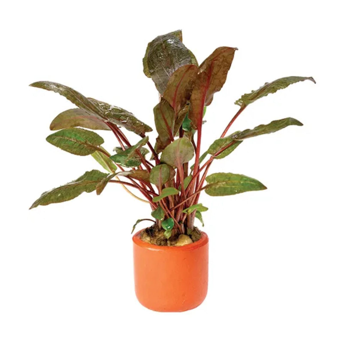 Plant Potted Crypt