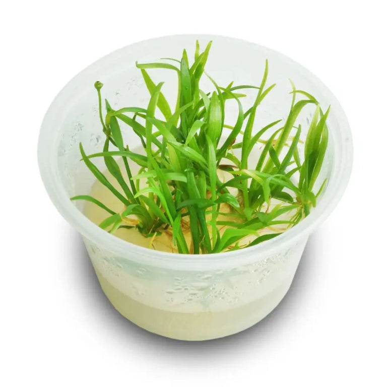 Pisces Echinodorus Tenellus Tissue Culture