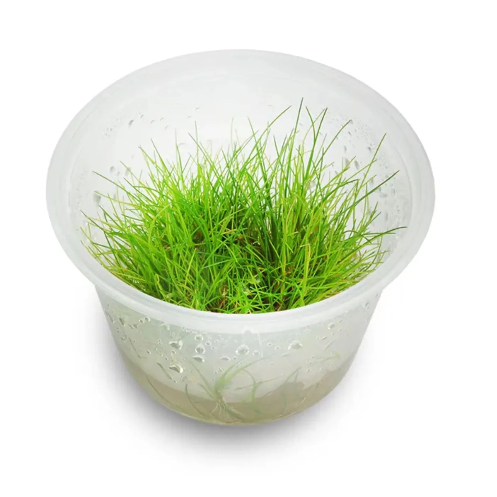 Pisces Elecharis Acicularis (Mini) Tissue Culture