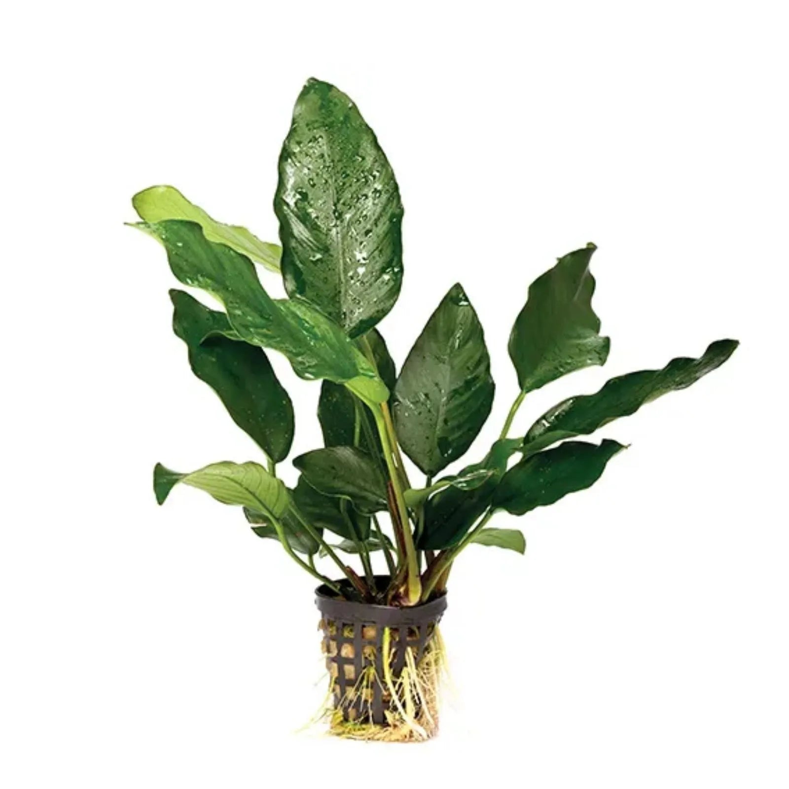 Pisces Assorted Anubias Live Aquarium Plant in 5cm Pot