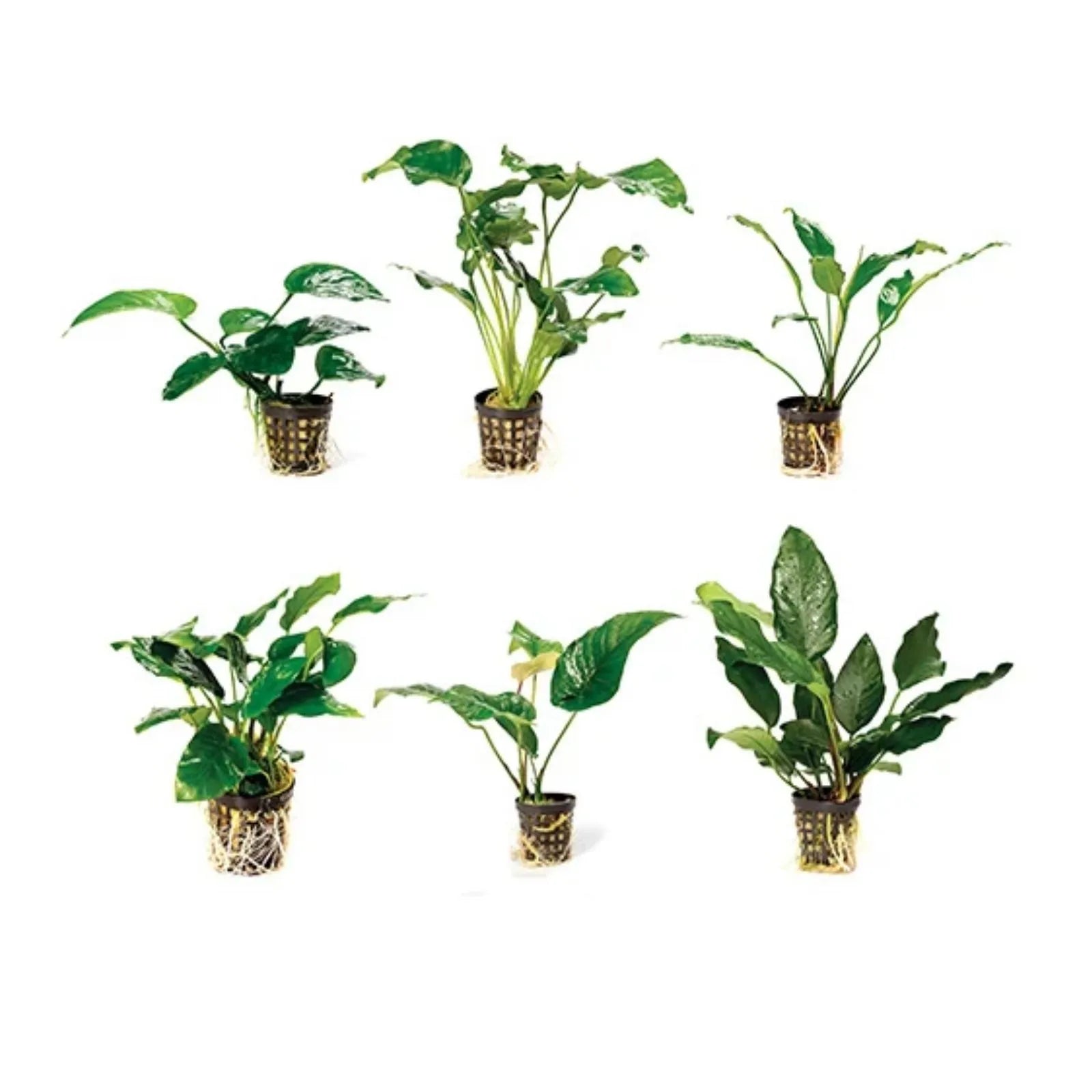 Pisces Assorted Anubias Live Aquarium Plant in 5cm Pot, two rows on a plain white background, each in a small woven basket-style pot.