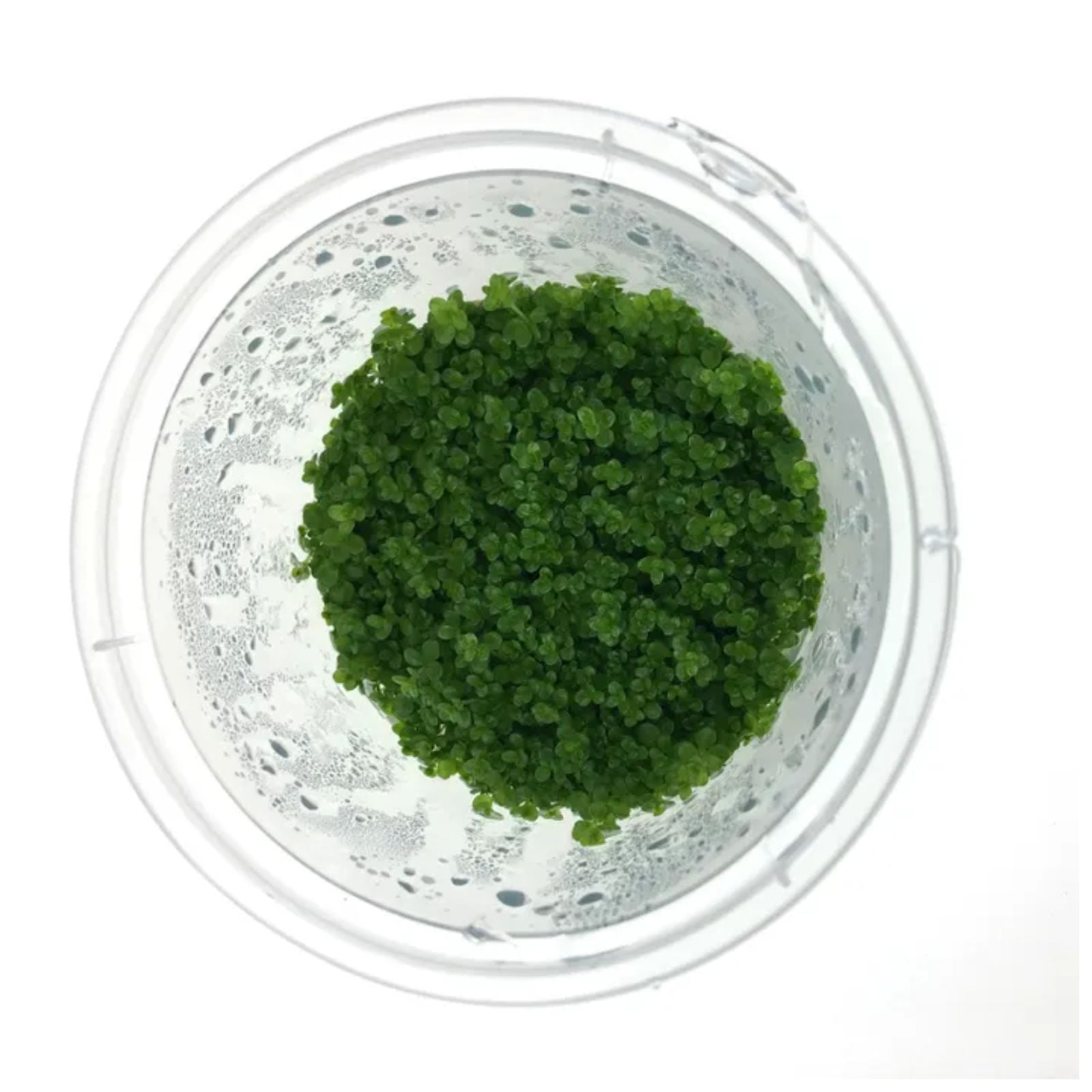 Pisces Hemianthus Callitrichoides (Cuba) Tissue Culture