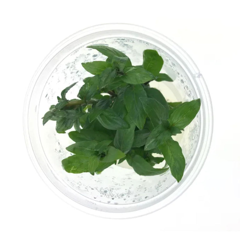 Pisces Staurogyne Repens Tissue Culture