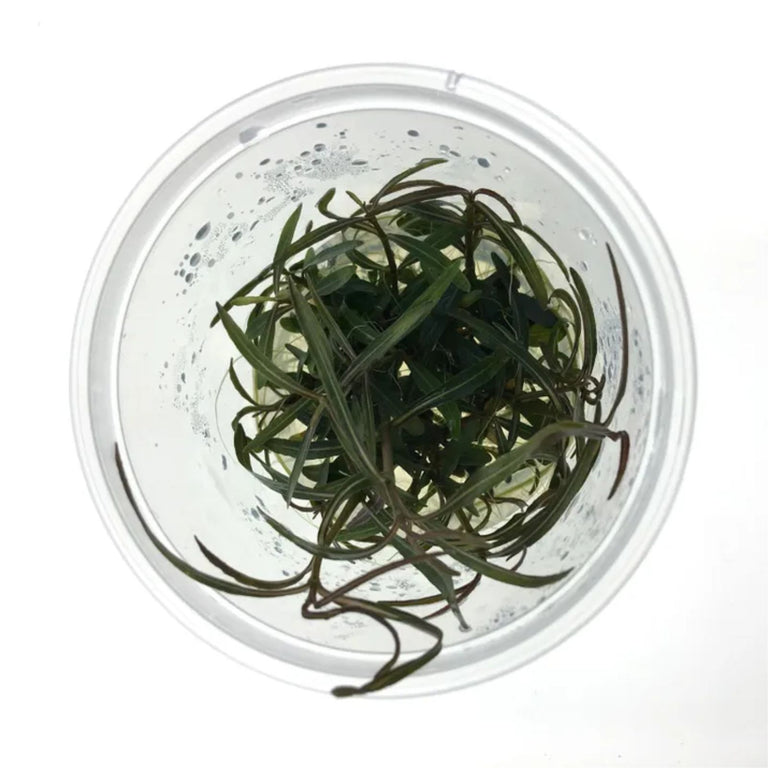 Pisces Hygrophila Lancea Tissue Culture