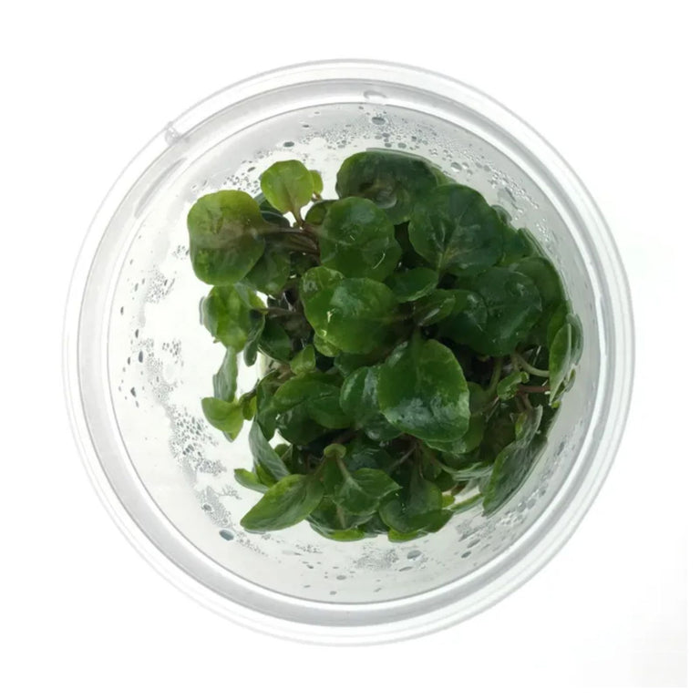 Pisces Lobella cardinalis Tissue Culture