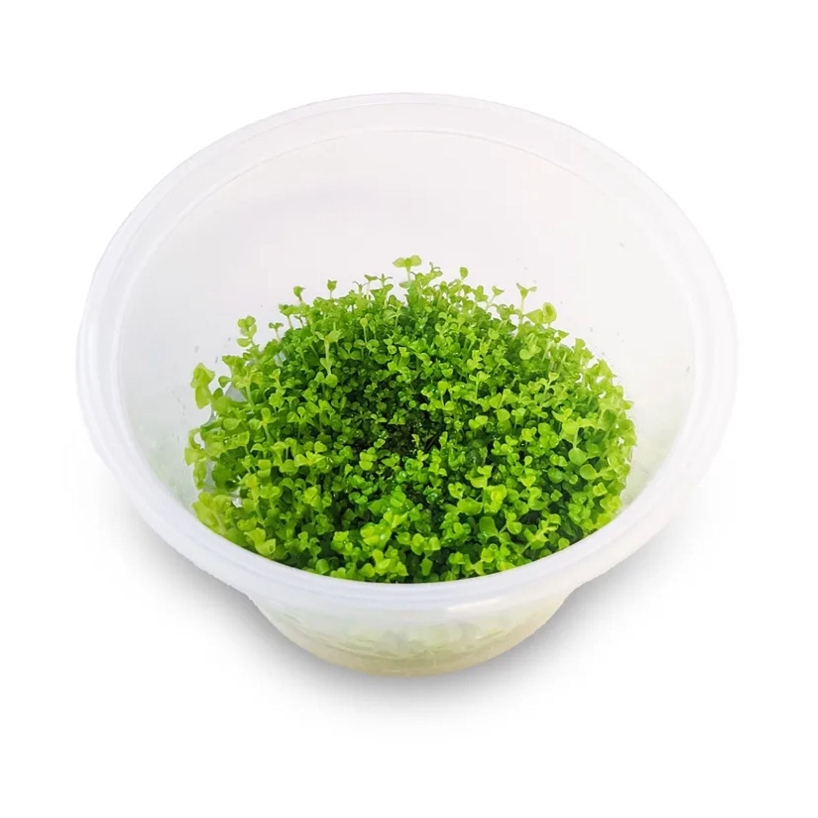 Pisces Micranthemum Umbrosum (Takashi) Tissue Culture