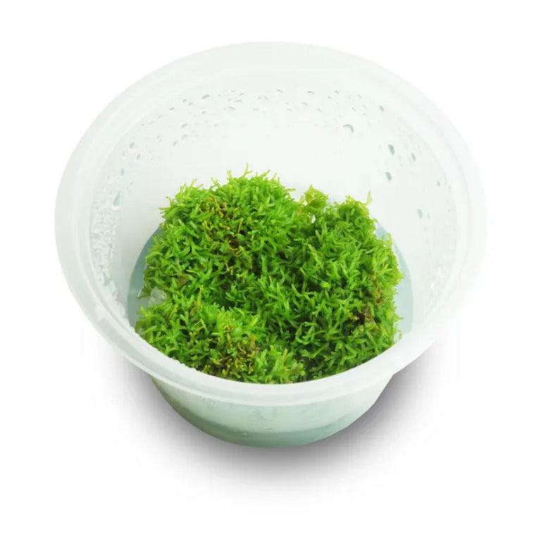 Pisces Ricca Fluitans Tissue Culture