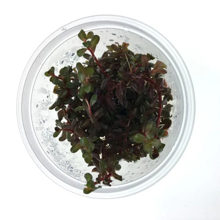 Pisces Rotala Rotuniflia (Colorata) Tissue Culture