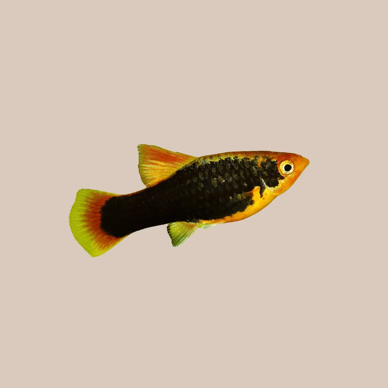 Platy - Kellyville Pets