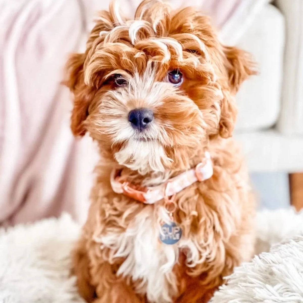 Pupstyle Dog Collar Creme Brulee