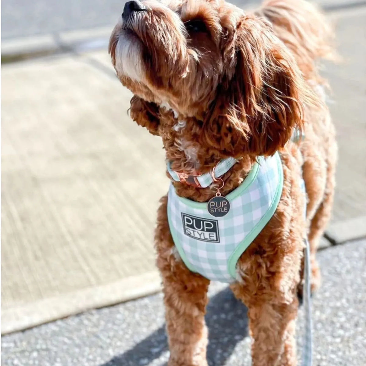 Pupstyle Dog Collar Sweet Apple