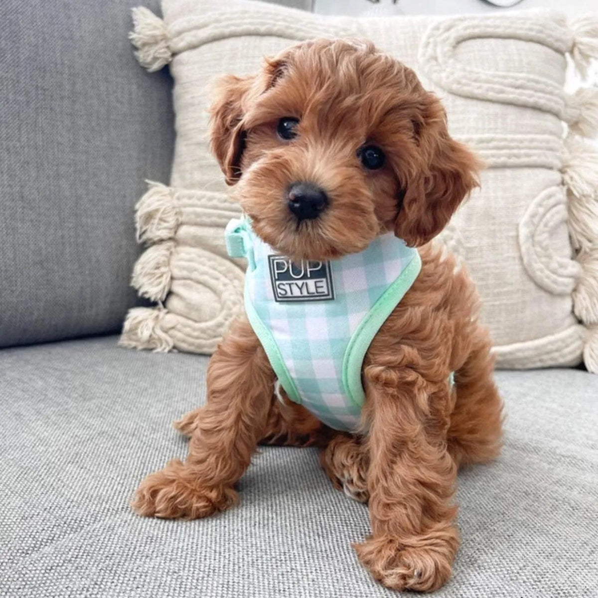 A small brown cavoodle puppy wearing a mint green and white gingham PUPSTYLE Sweet Apple adjustable step-in dog harness. with a black 'PUP STYLES' label, sitting on a gray textured couch with decorative pillows in the background.