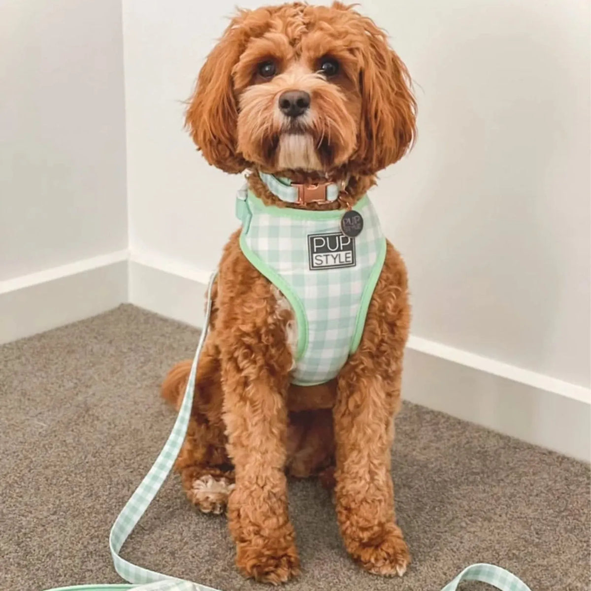 A small brown poodle sits on a gray carpet indoors wearing a mint green and white gingham PUPSTYLE Sweet Apple adjustable step-in dog harness. with a leash attached. The harness has a black patch that reads 'PUP TIME'.