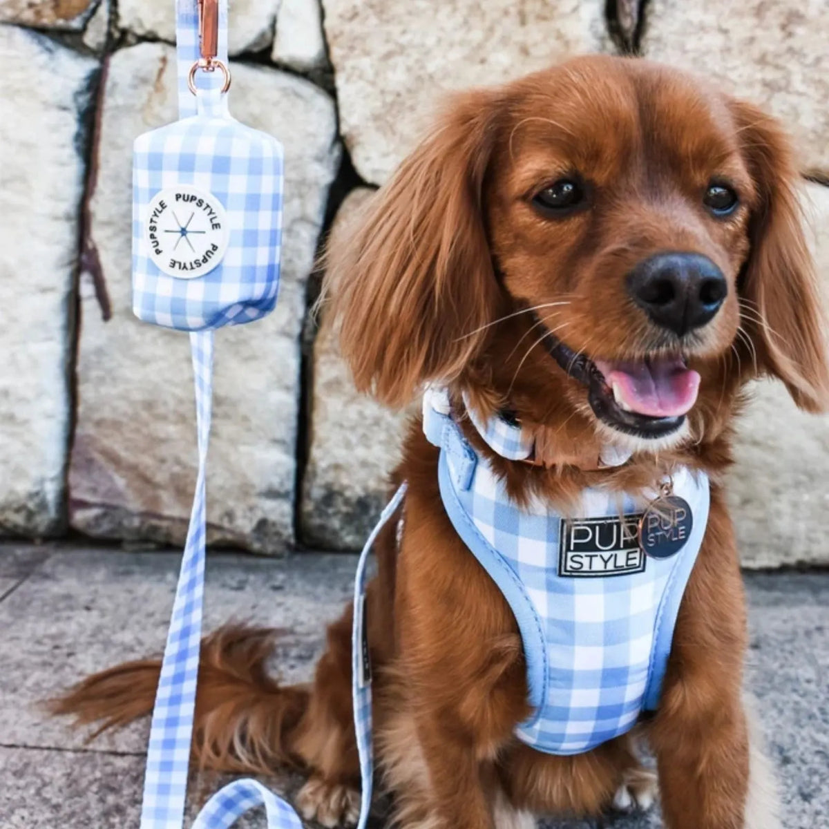 Small brown dog wearing  blueberry muffin Pupstyle harness with a Blueberry Muffin lead and Dog Poop Bag Holder.