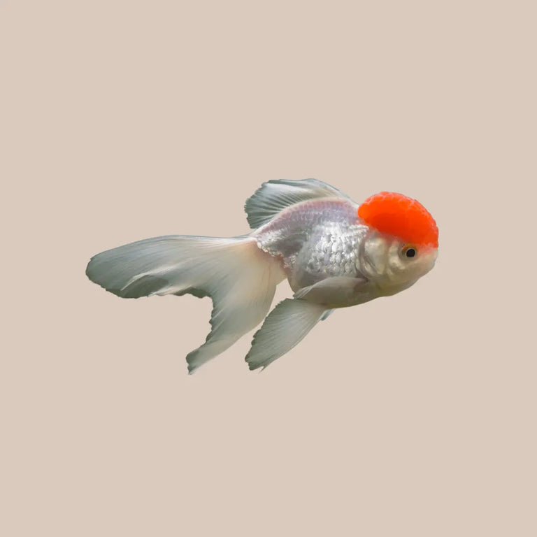 Red Cap Oranda - Kellyville Pets