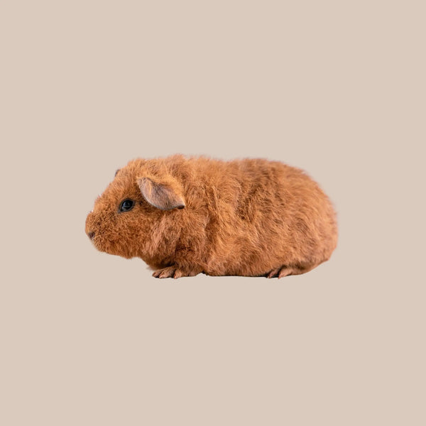 Rex Guinea Pig - Kellyville Pets