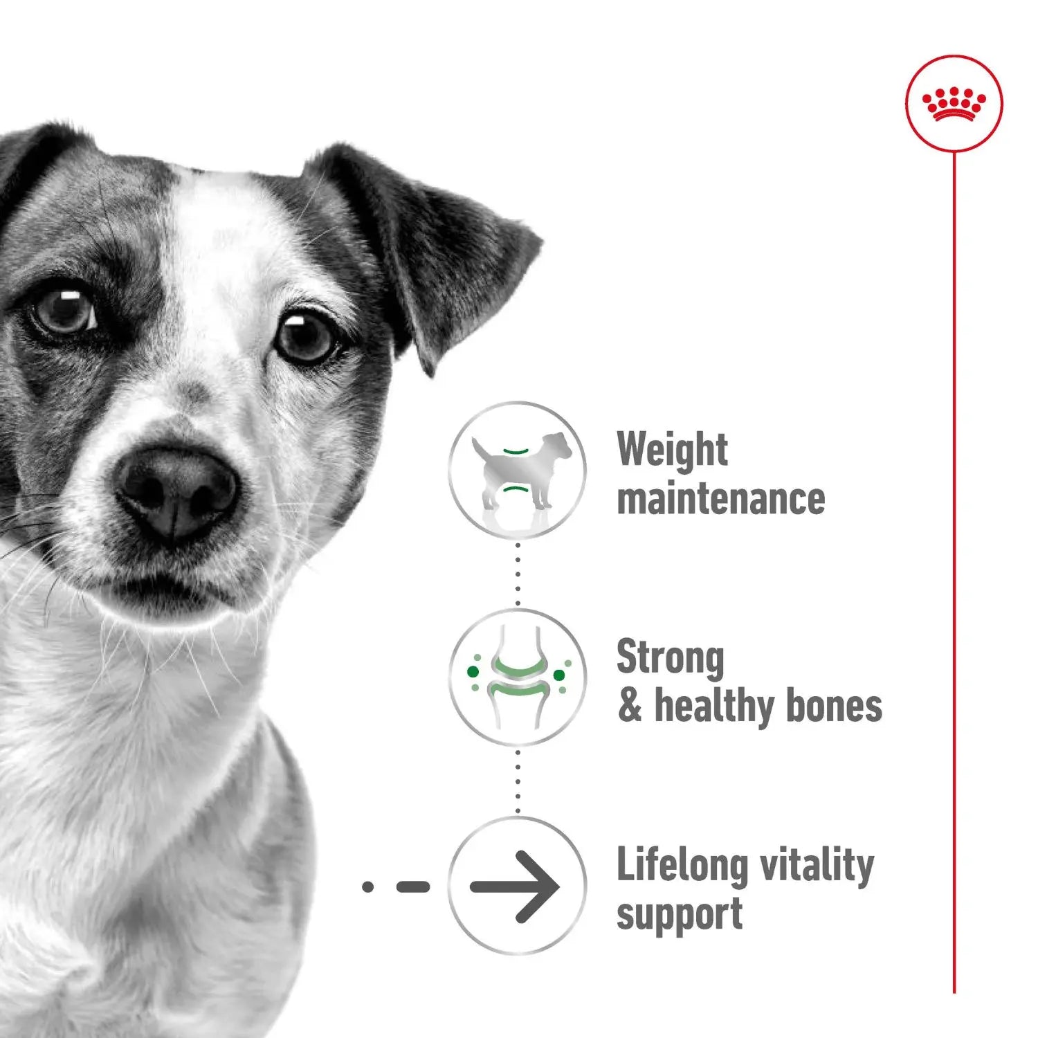Royal Canin Dog Food Ageing 12+ Mini - Kellyville Pets