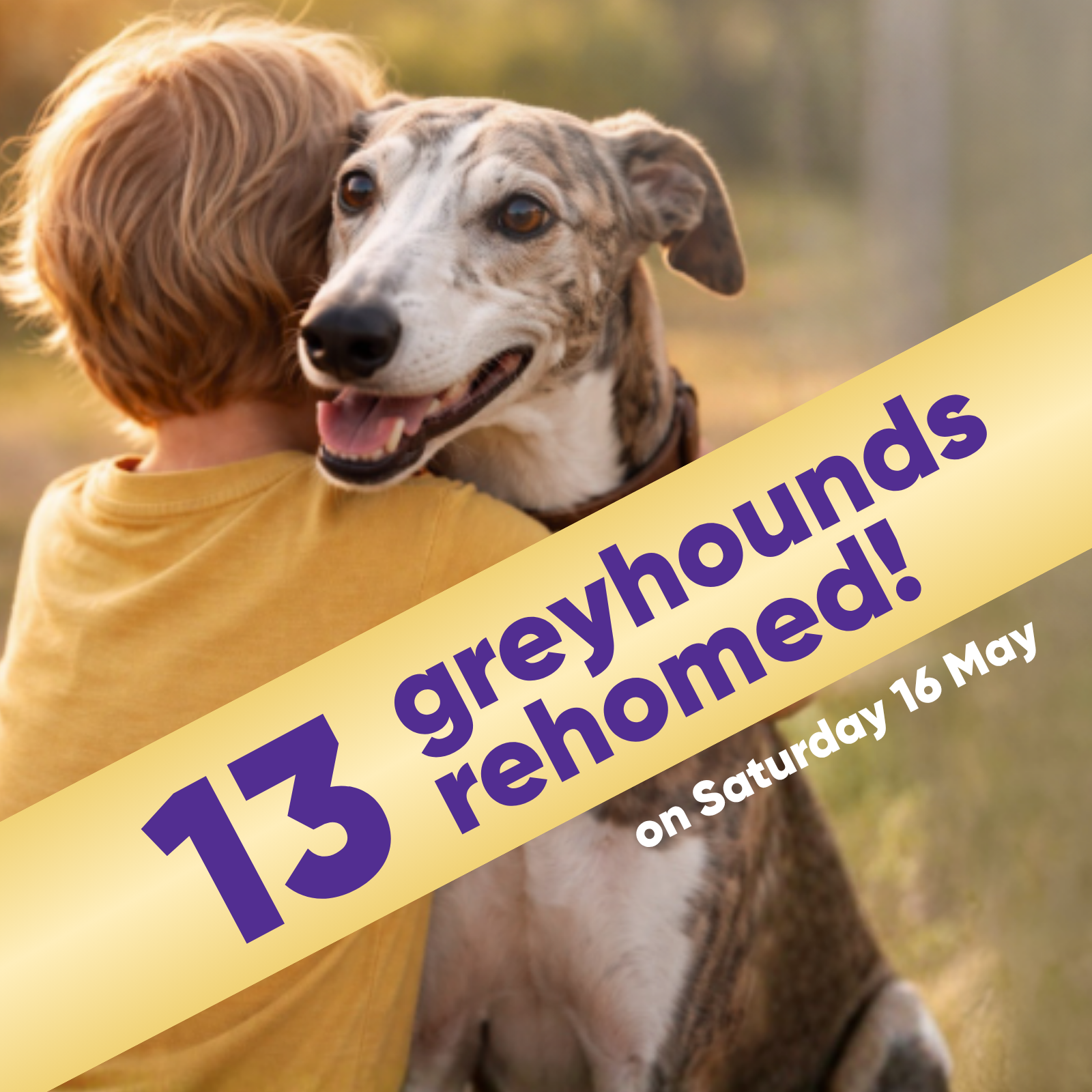 Adopt A Greyhound Day at Kellyville Pets