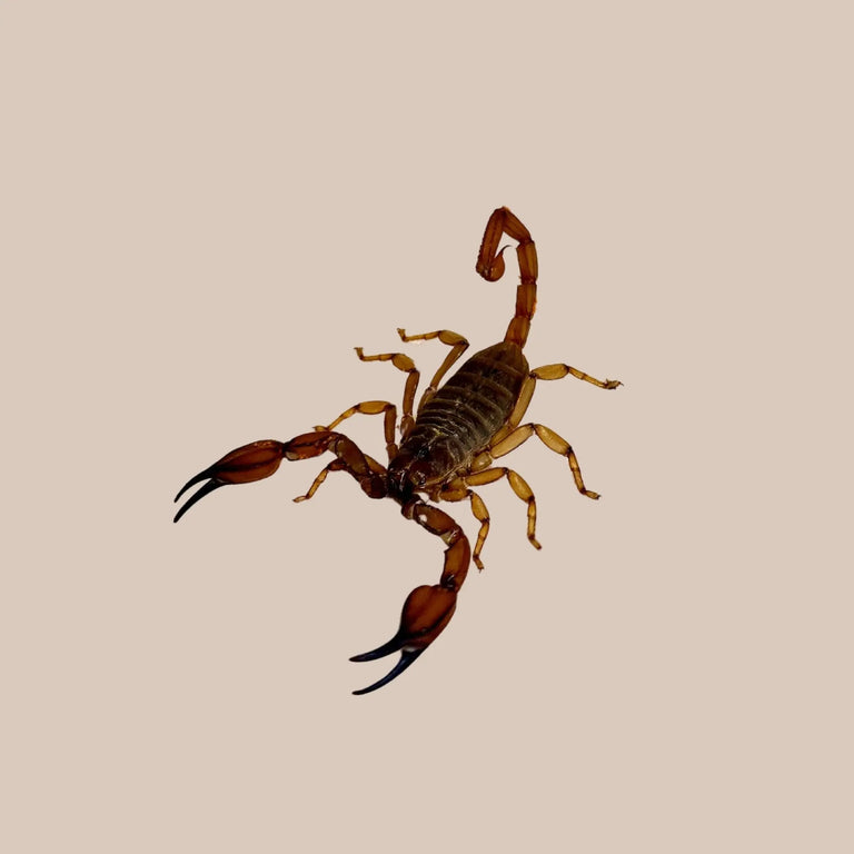 Sand Scorpion - Kellyville Pets