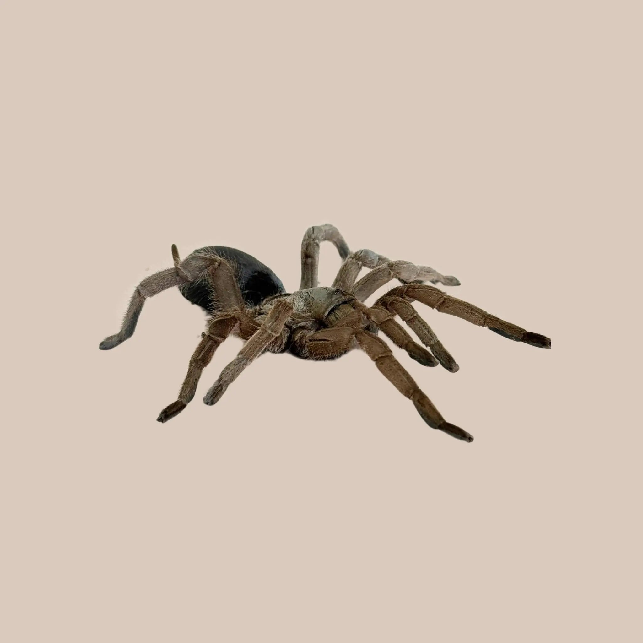 Selenotypus Tarantula - Kellyville Pets