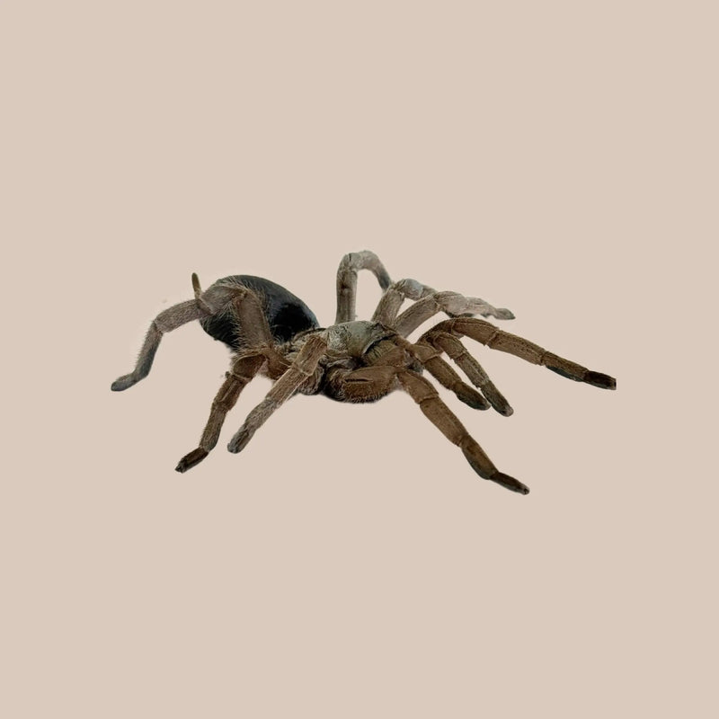 Selenotypus Tarantula - Kellyville Pets
