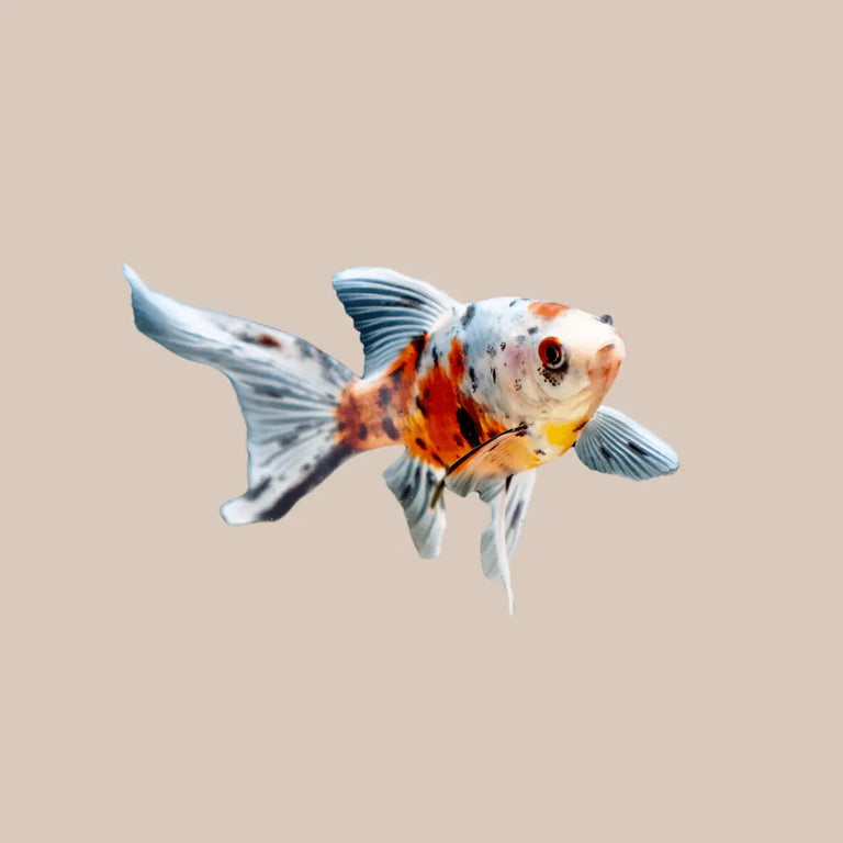 Shubunkin - Kellyville Pets