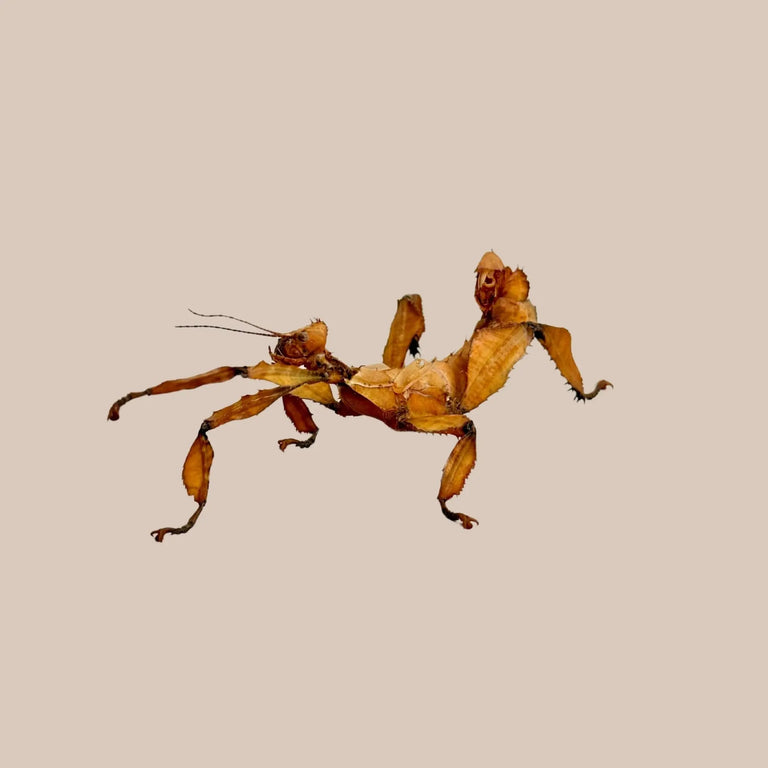 Spiny Leaf Insect - Kellyville Pets
