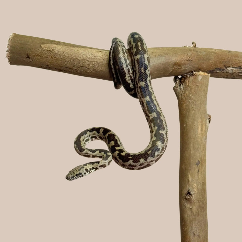 Spotted Python