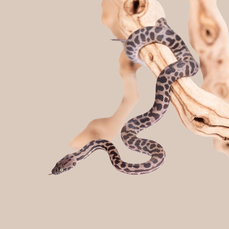Spotted Python - Kellyville Pets