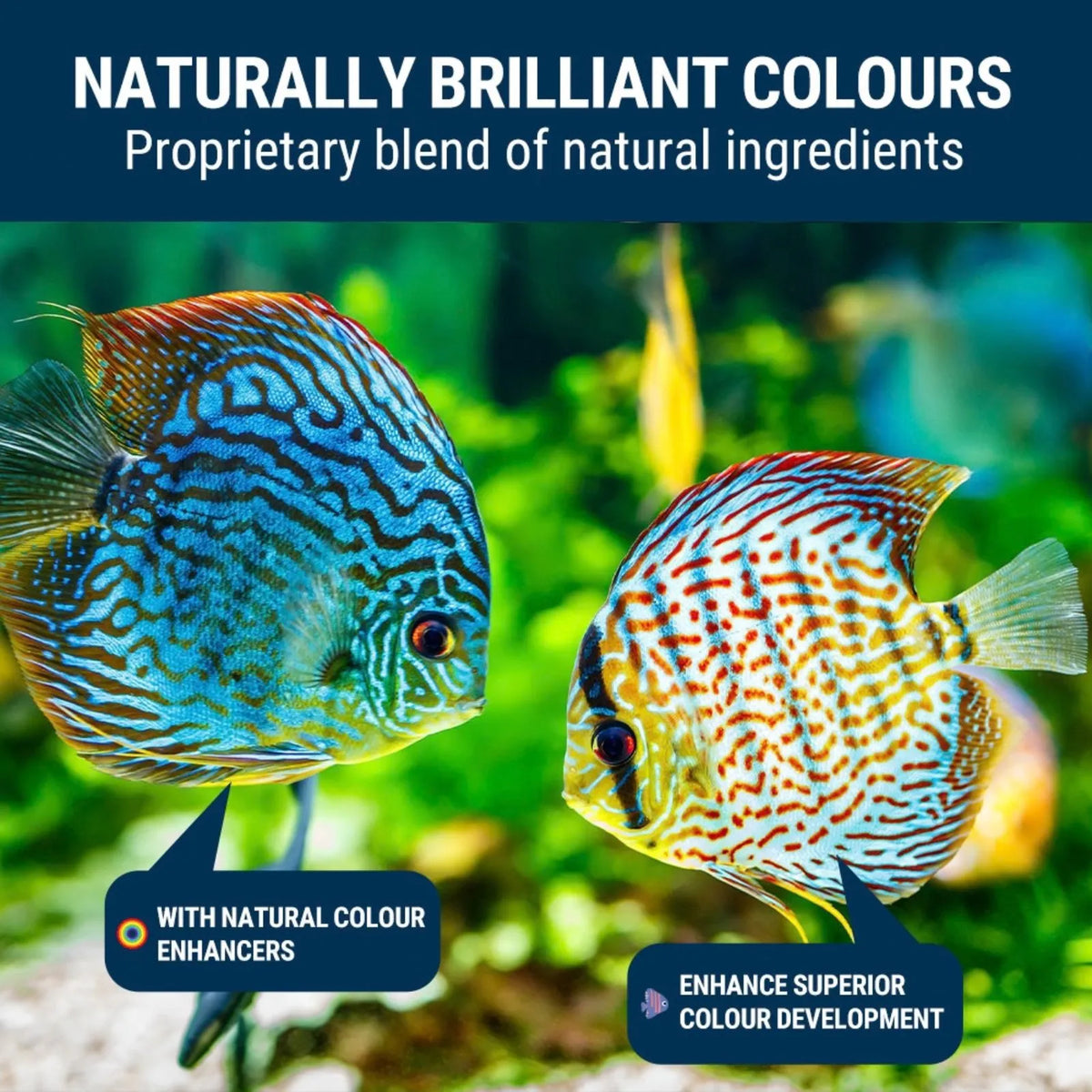 A promotional graphic for TetraBits Brilliant Colour tropical fish food granules, featuring two live discus fish in a tank with text overlays explaining the 'Naturally Brilliant Colours' proprietary blend of natural ingredients.
