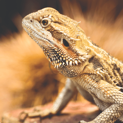 The Bearded Dragon Masterclass - Kellyville Pets