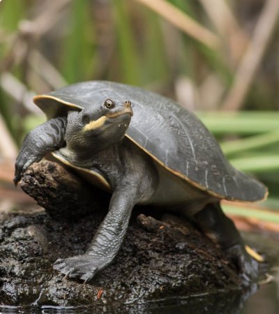 The Turtle Masterclass - Kellyville Pets