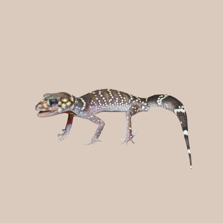 Thick - tailed Gecko - Kellyville Pets