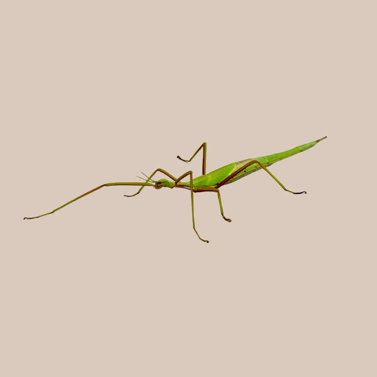 Violet - winged Stick Insect - Kellyville Pets